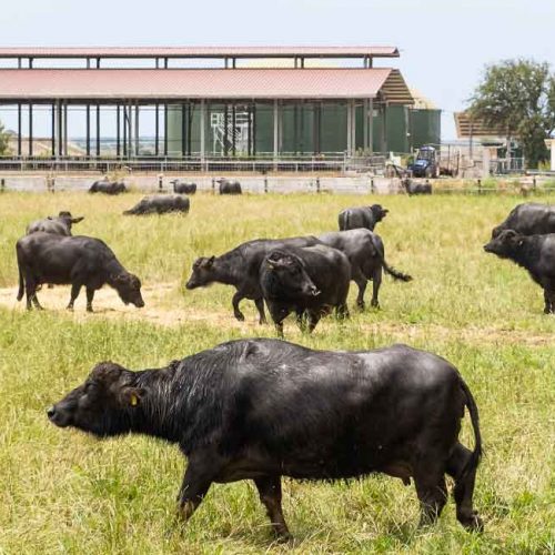 AGRICOLACIRCE-benessereanimale-1