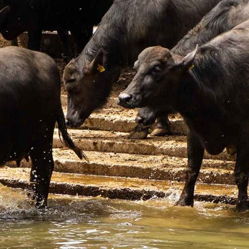 AGRICOLACIRCE-benessereanimale-2