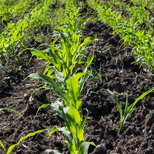 AGRICOLACIRCE-sostenibilita-img5