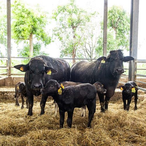 AZIENDA-AGRICOLA-CIRCE-home-bufala