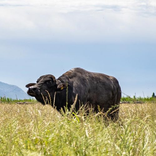 AZIENDA-AGRICOLA-CIRCE-chi-siamo-destra-novembre