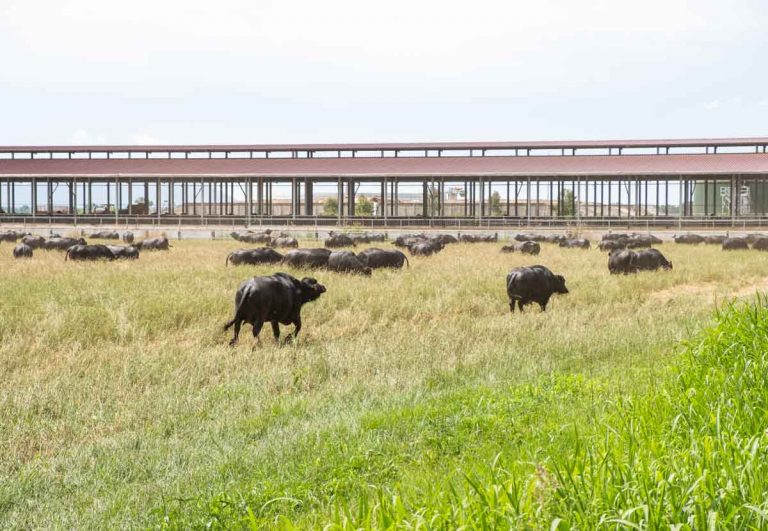 Stabulazione libera bufale