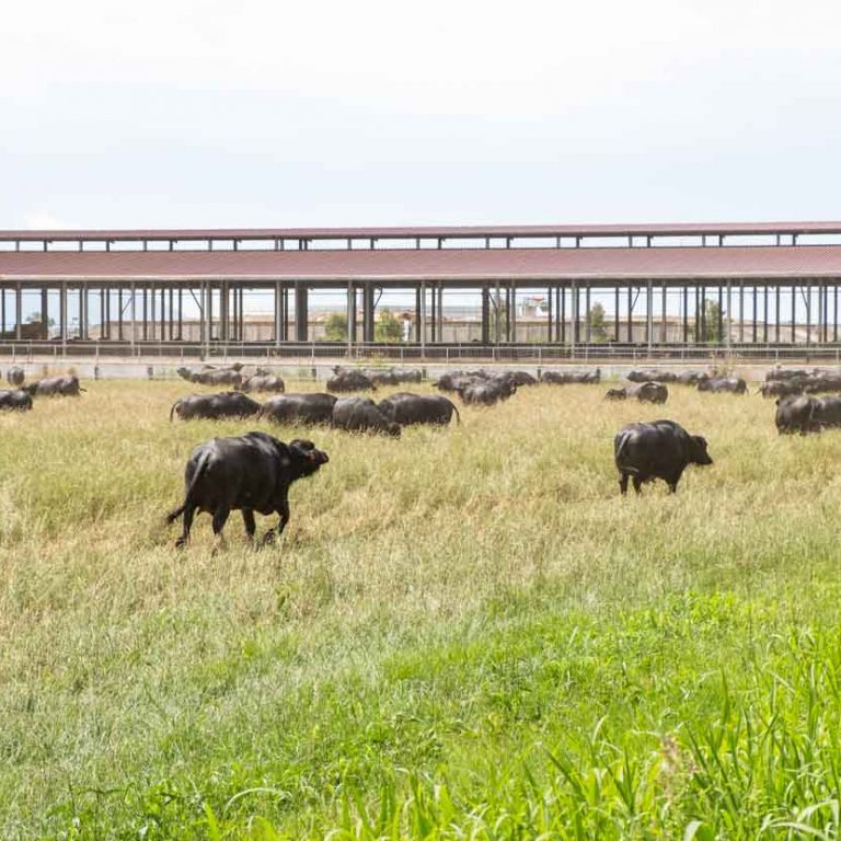 Stabulazione libera bufale
