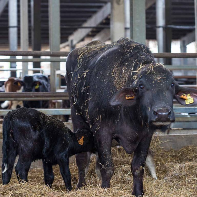 AZIENDA-AGRICOLA-CIRCE-experience-4