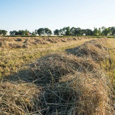 AZIENDA-AGRICOLA-CIRCE-gallery-10