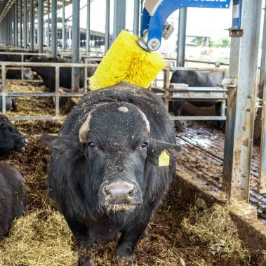 AZIENDA-AGRICOLA-CIRCE-gallery-101