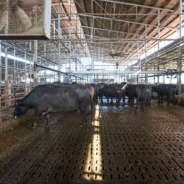 AZIENDA-AGRICOLA-CIRCE-gallery