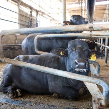 AZIENDA-AGRICOLA-CIRCE-gallery