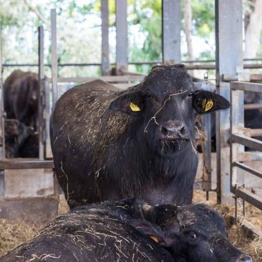 AZIENDA-AGRICOLA-CIRCE-gallery