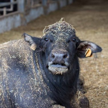 AZIENDA-AGRICOLA-CIRCE-gallery