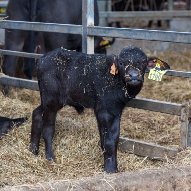 AZIENDA-AGRICOLA-CIRCE-gallery