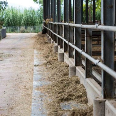 AZIENDA-AGRICOLA-CIRCE-gallery