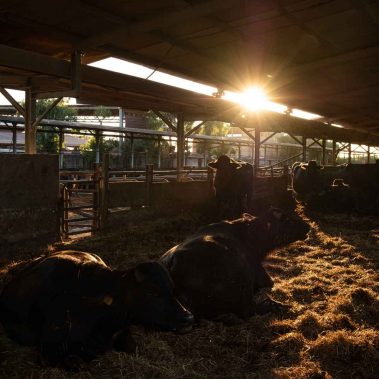 AZIENDA-AGRICOLA-CIRCE-gallery-17