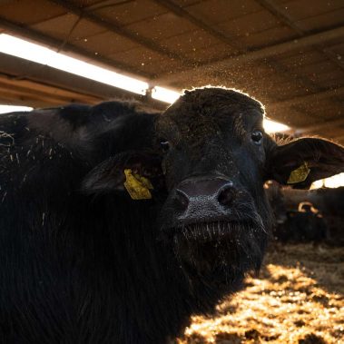 AZIENDA-AGRICOLA-CIRCE-gallery-18