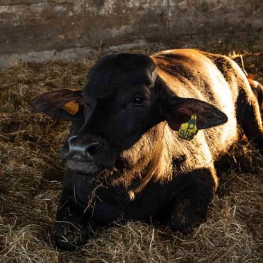 AZIENDA-AGRICOLA-CIRCE-gallery-19