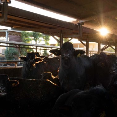 AZIENDA-AGRICOLA-CIRCE-gallery-20