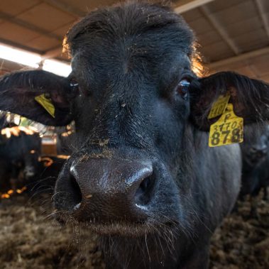 AZIENDA-AGRICOLA-CIRCE-gallery-21