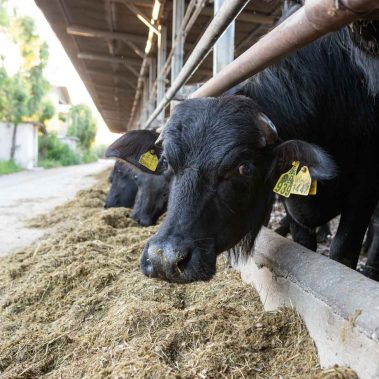 AZIENDA-AGRICOLA-CIRCE-gallery-23