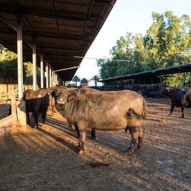 AZIENDA-AGRICOLA-CIRCE-gallery-25