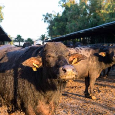 AZIENDA-AGRICOLA-CIRCE-gallery-26