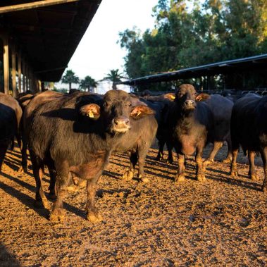 AZIENDA-AGRICOLA-CIRCE-gallery-27