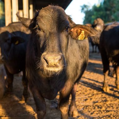 AZIENDA-AGRICOLA-CIRCE-gallery-28