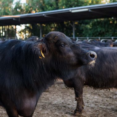 AZIENDA-AGRICOLA-CIRCE-gallery-30