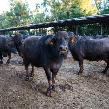 AZIENDA-AGRICOLA-CIRCE-gallery-31