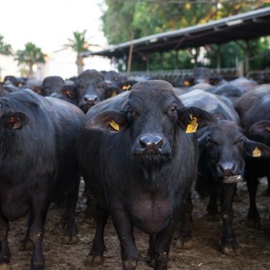 AZIENDA-AGRICOLA-CIRCE-gallery-33