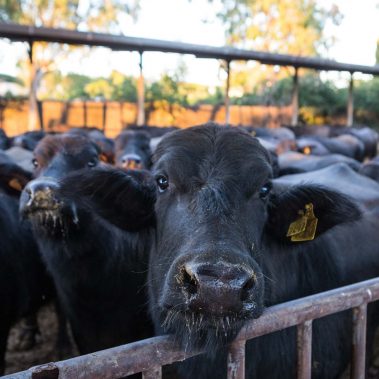 AZIENDA-AGRICOLA-CIRCE-gallery-34