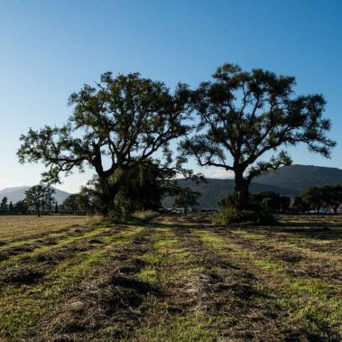 AZIENDA-AGRICOLA-CIRCE-gallery