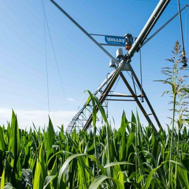 AZIENDA-AGRICOLA-CIRCE-gallery-42