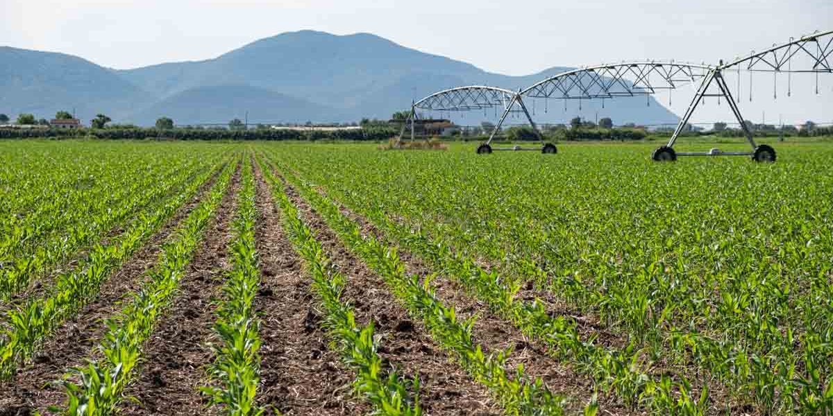 AZIENDA-AGRICOLA-CIRCE-gallery-47 AZIENDA-AGRICOLA-CIRCE-gallery-47