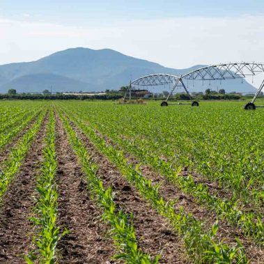 AZIENDA-AGRICOLA-CIRCE-gallery-47