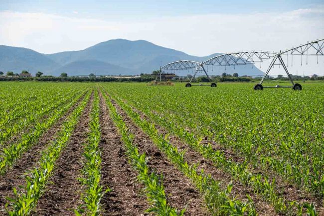 AZIENDA-AGRICOLA-CIRCE-gallery-47