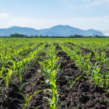 AZIENDA-AGRICOLA-CIRCE-gallery-48