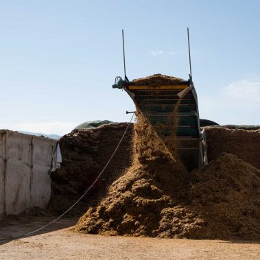 AZIENDA-AGRICOLA-CIRCE-gallery-49