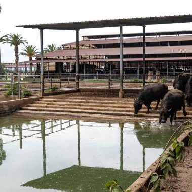 AZIENDA-AGRICOLA-CIRCE-gallery-50