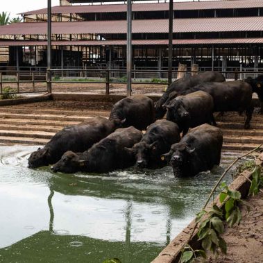 AZIENDA-AGRICOLA-CIRCE-gallery-51