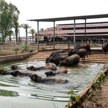 AZIENDA-AGRICOLA-CIRCE-gallery-52