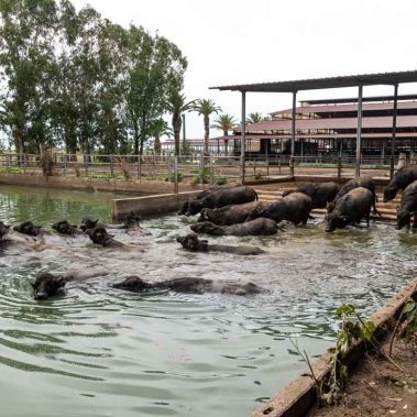 AZIENDA-AGRICOLA-CIRCE-gallery-53