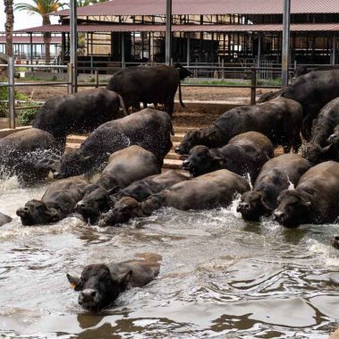 AZIENDA-AGRICOLA-CIRCE-gallery-55