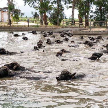 AZIENDA-AGRICOLA-CIRCE-gallery-57