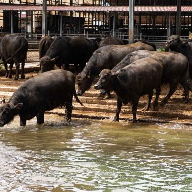 AZIENDA-AGRICOLA-CIRCE-gallery-58