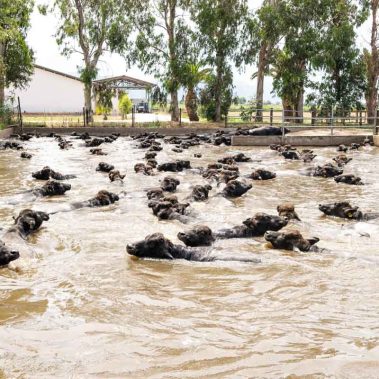 AZIENDA-AGRICOLA-CIRCE-gallery-59