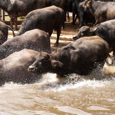 AZIENDA-AGRICOLA-CIRCE-gallery-60