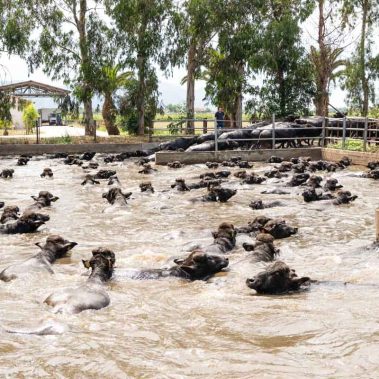 AZIENDA-AGRICOLA-CIRCE-gallery-61