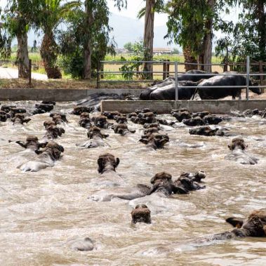 AZIENDA-AGRICOLA-CIRCE-gallery-63