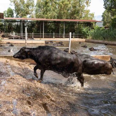 AZIENDA-AGRICOLA-CIRCE-gallery-66