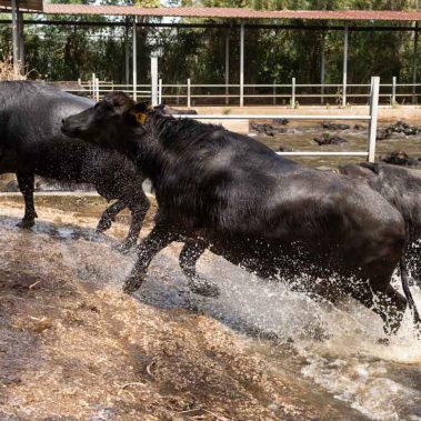 AZIENDA-AGRICOLA-CIRCE-gallery-67